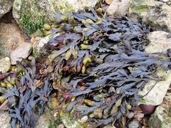Fucus serratus