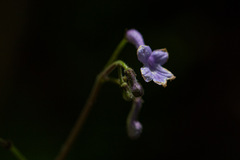 Streptocarpus confusus confusus