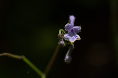 Streptocarpus confusus confusus
