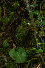 Streptocarpus confusus confusus