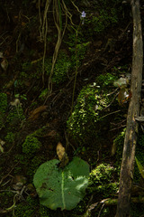 Streptocarpus confusus confusus
