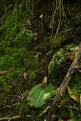 Streptocarpus confusus confusus