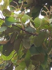 Terminalia elliptica