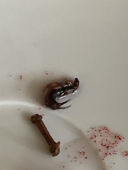 Forficula auricularia