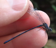 Argia medullaris