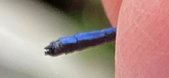Argia medullaris
