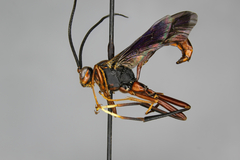 Meringopus serraticaudus