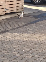 Chroicocephalus ridibundus