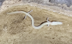 Proteus anguinus anguinus