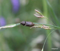 Prosternon tessellatum