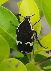 Amithao marginicollis
