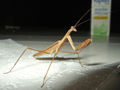 Musoniella