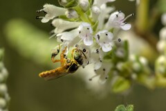 Tetragonisca angustula