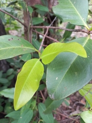 Garcinia cowa