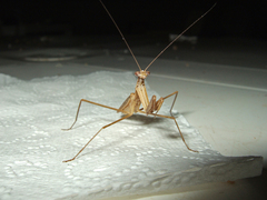 Musoniella