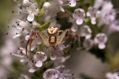 Thomisidae