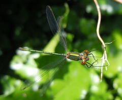Chalcolestes viridis