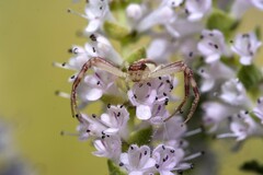 Thomisidae