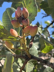 Pistacia vera