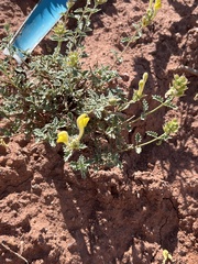 Scutellaria adenostegia