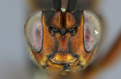 Meringopus serraticaudus