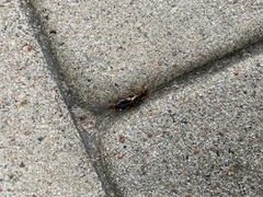 Forficula auricularia