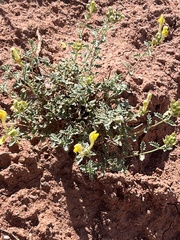 Scutellaria adenostegia