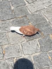 Columba livia domestica