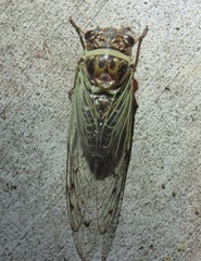 Diceroprocta marevagans