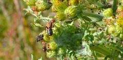 Formica obscuripes