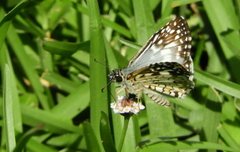 Burnsius oileus