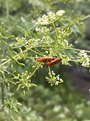 Rhagonycha fulva