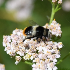 Eristalis oestracea