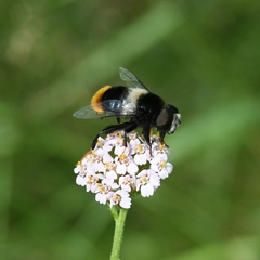 Eristalis oestracea