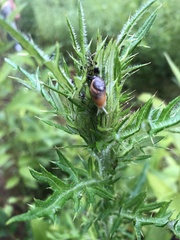 Novisuccinea ovalis
