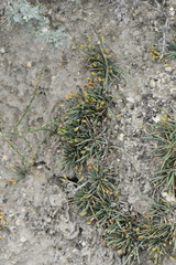 Ephedra regeliana