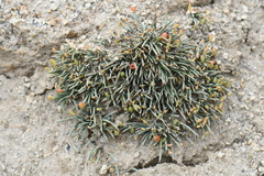 Ephedra regeliana