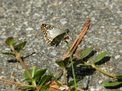 Burnsius oileus