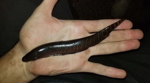 Gymnotus omarorum