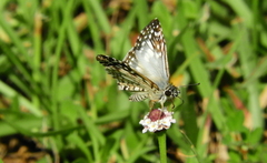 Burnsius oileus