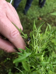 Novisuccinea ovalis