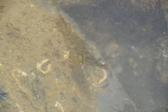 Bopyrus squillarum