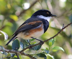 Batis capensis hollidayi