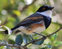Batis capensis hollidayi