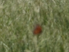 Danaus plexippus plexippus