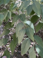 Fraxinus sogdiana