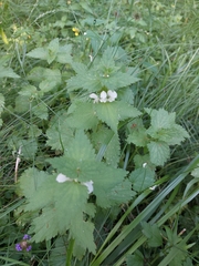 Lamium album