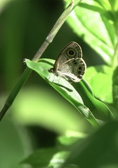 Ypthima stellera