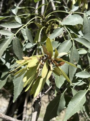 Fraxinus sogdiana