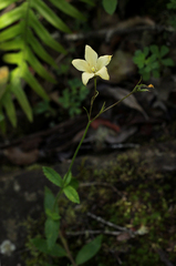 Wahlenbergia rivularis